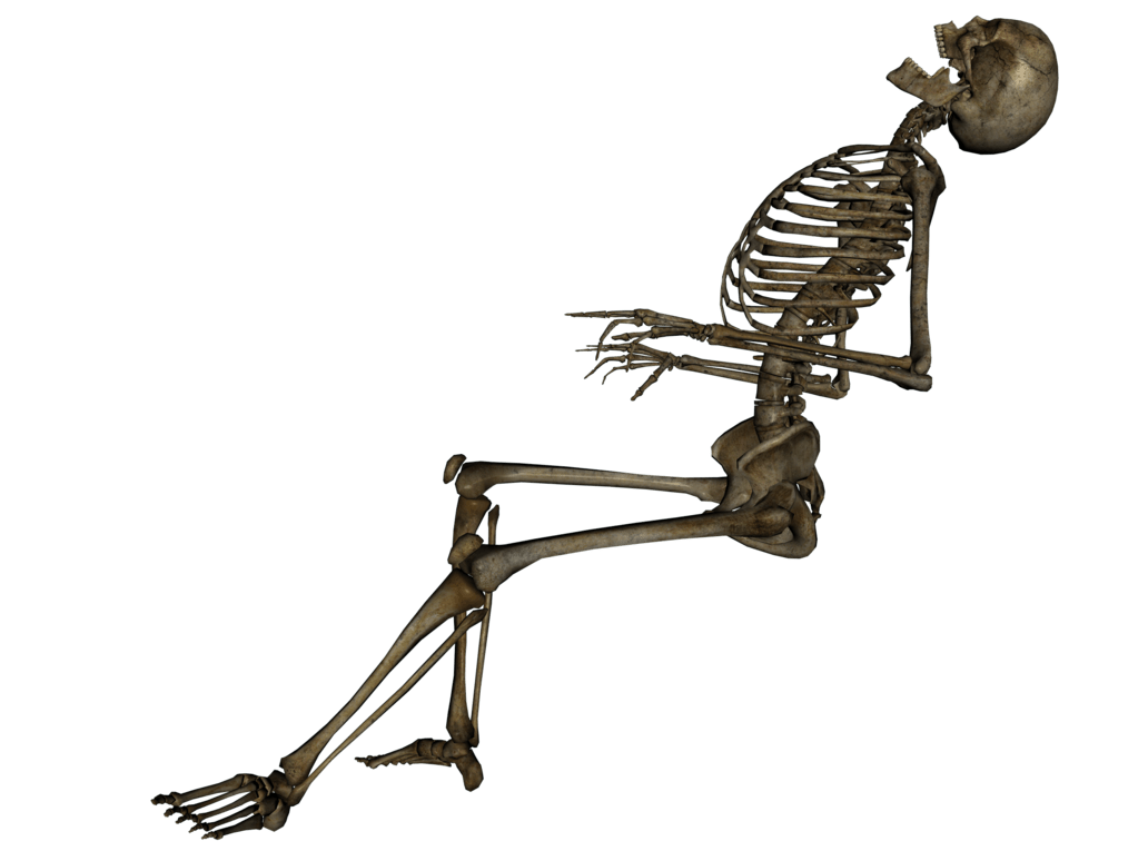 Free Human Skeleton Png, Download Free Human Skeleton Png png images