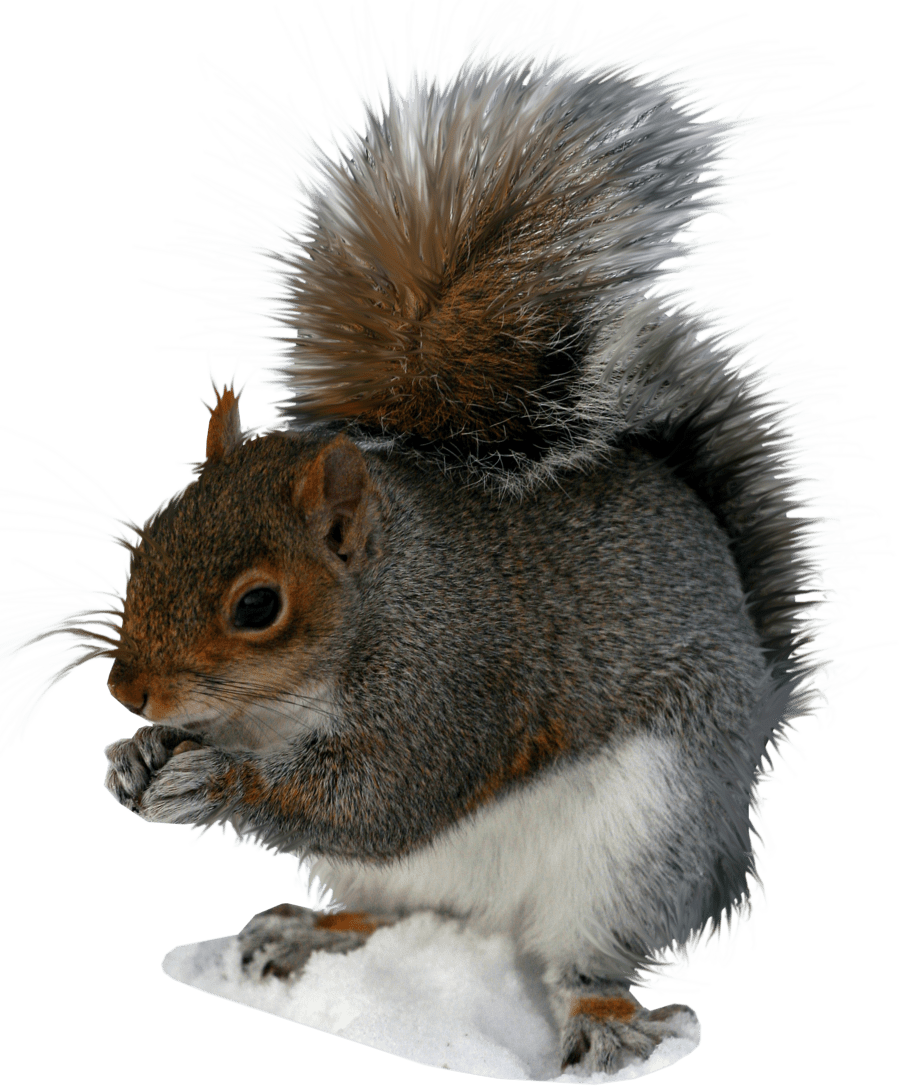 Free Squirrel PNG Transparent Images, Download Free Squirrel PNG