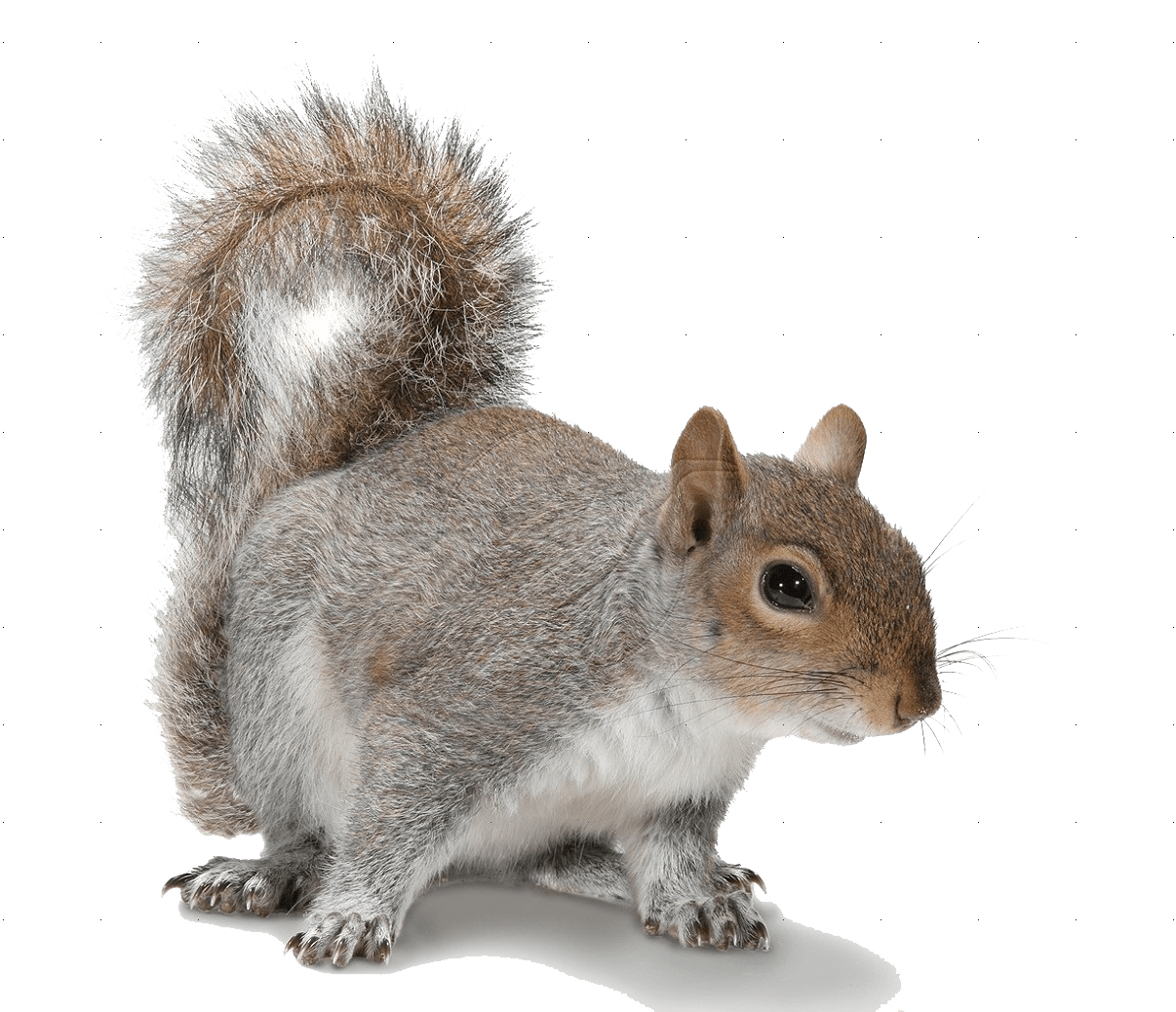 Free Squirrel PNG Transparent Images, Download Free Squirrel PNG