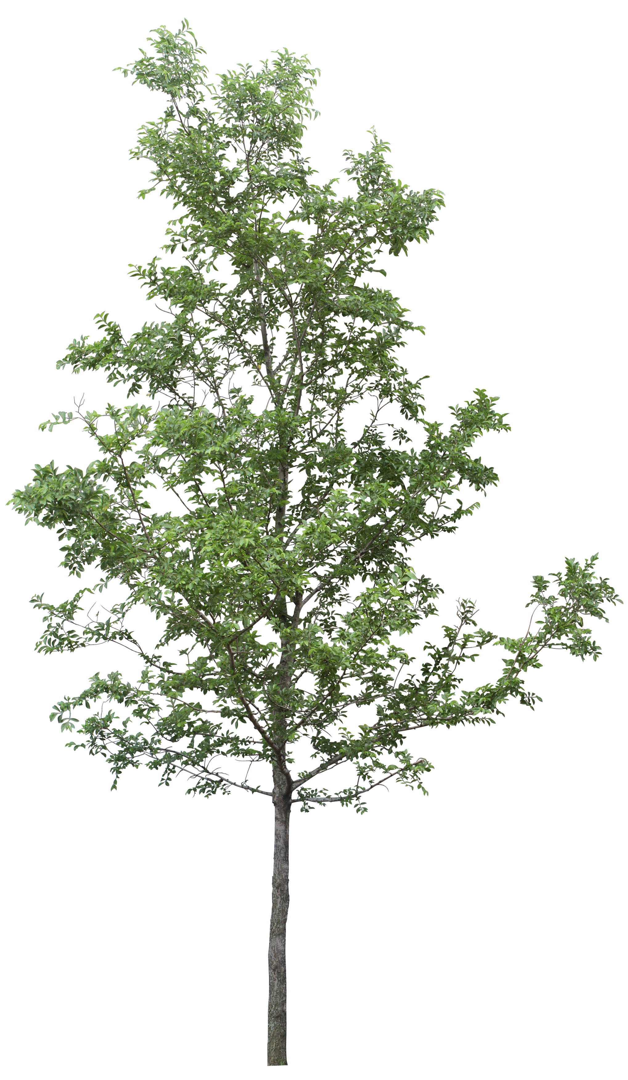 Free Birch Tree Png, Download Free Birch Tree Png png images, Free