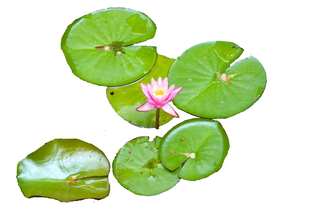 water lily plants png Clip Art Library