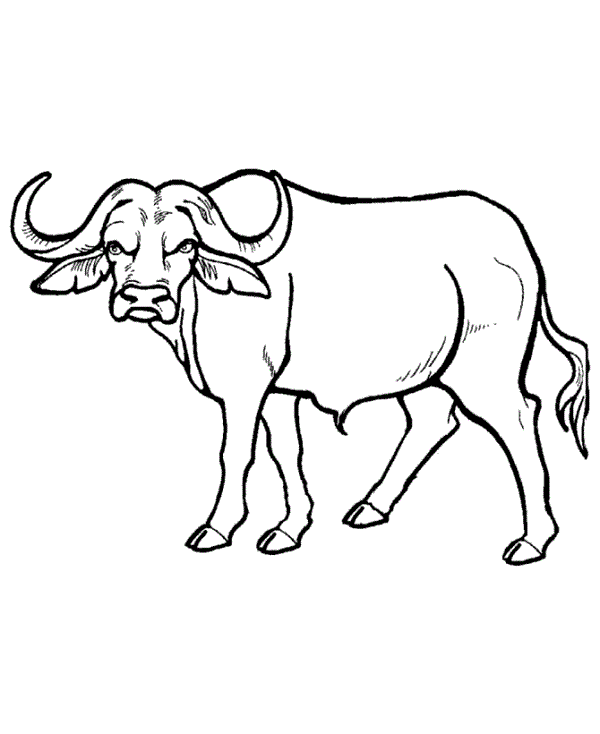 Free Water Buffalo Cartoon, Download Free Water Buffalo Cartoon png