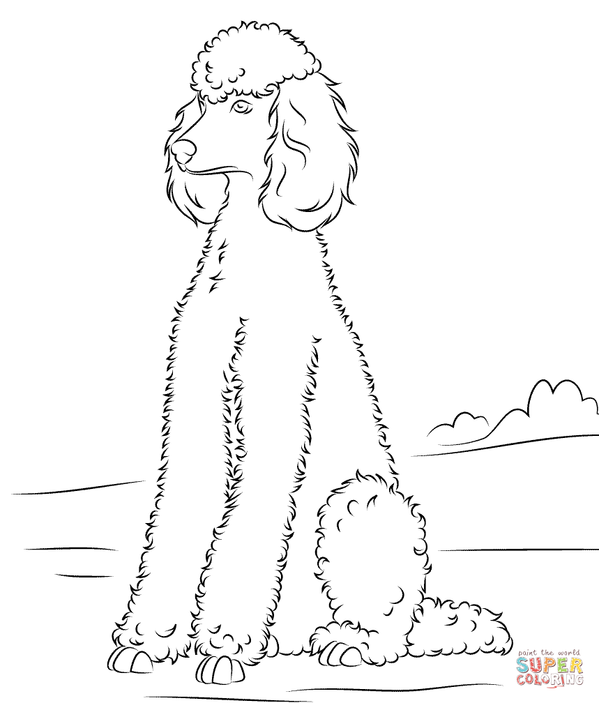 standard poodle coloring page Clip Art Library