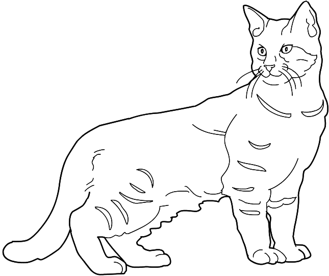 Cat Drawings StepbyStep Guide to Create Adorable Feline Artwork