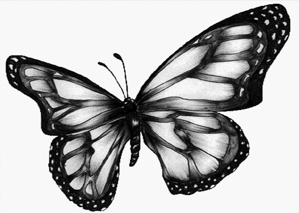 Free Butterfly Images Black And White, Download Free Butterfly Images
