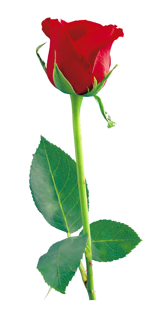 Free Single Flower Png, Download Free Single Flower Png png images