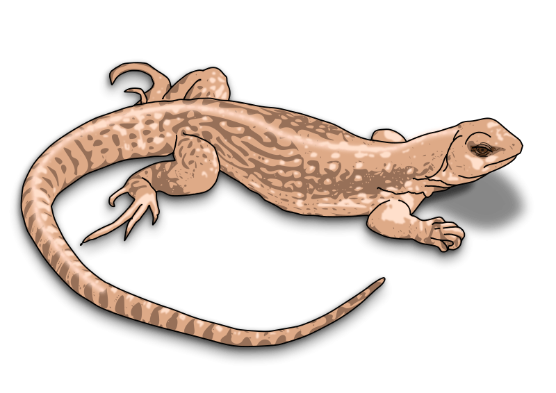 Free Lizard Images, Download Free Lizard Images png images, Free