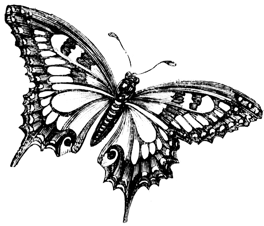 Free Butterfly Drawings Black And White, Download Free Butterfly