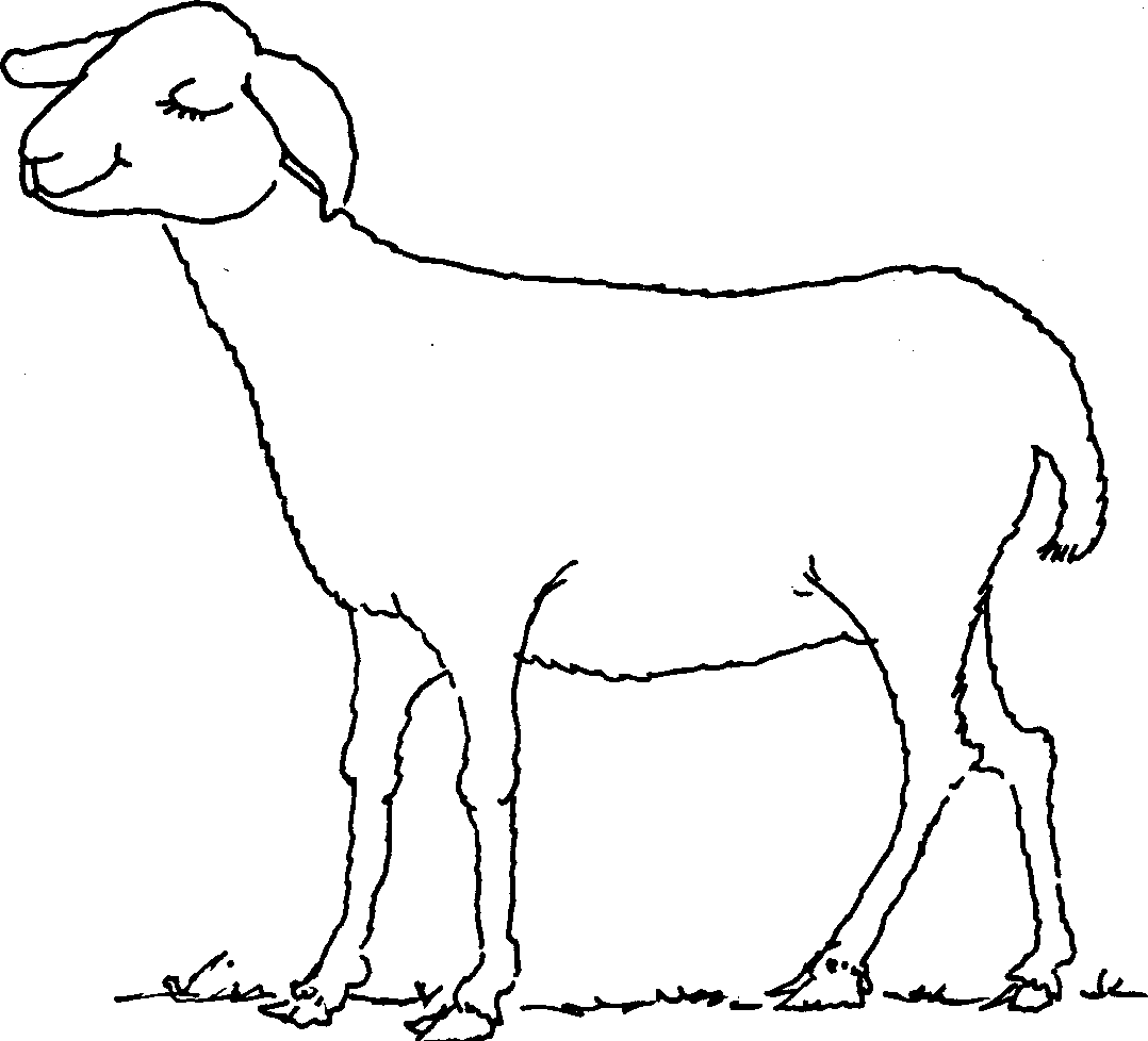 Free Sheep Outline, Download Free Sheep Outline png images, Free