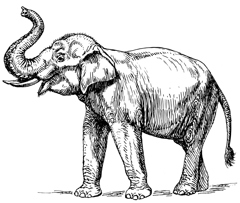 Free Black And White Elephant Pictures, Download Free Black And White