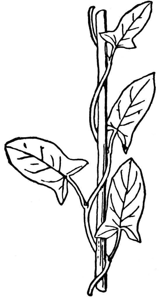 Planting Flowers Clipart Hd PNG, Complex Plant Flower Branch Plant