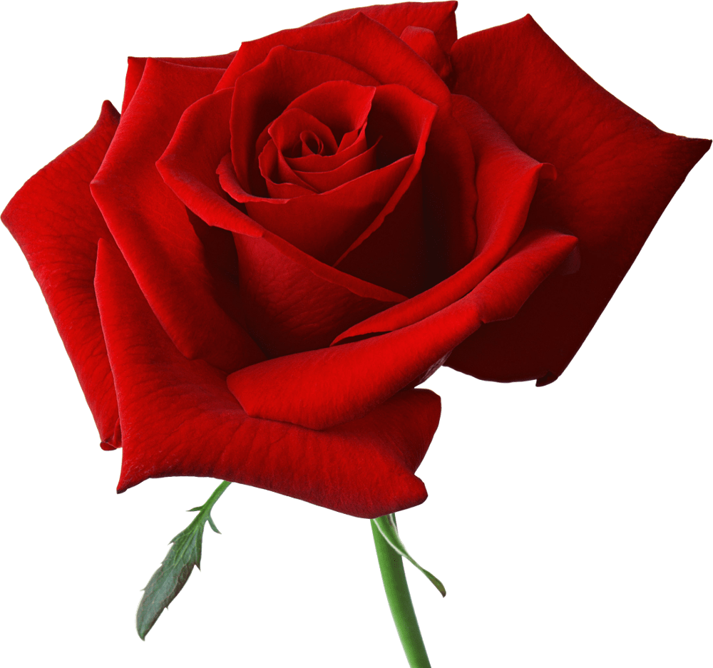 Free Transparent Red Rose, Download Free Transparent Red Rose png
