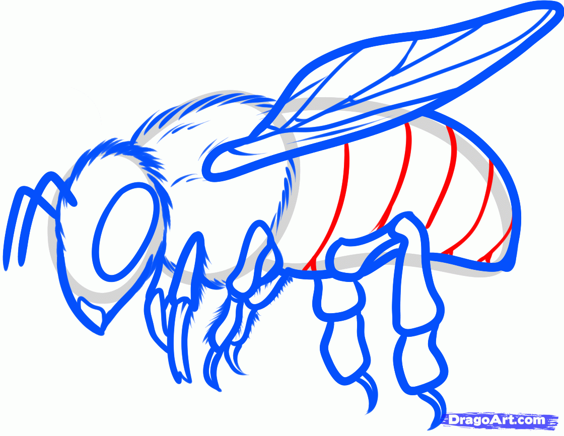 draw a realistic bee Clip Art Library