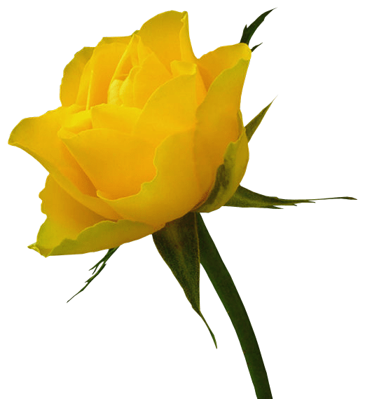 Free Yellow Rose Art, Download Free Yellow Rose Art png images, Free