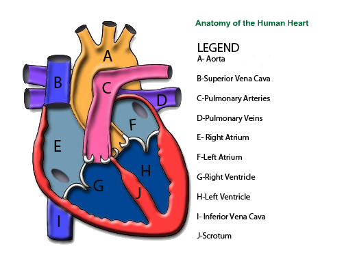 Free Unlabelled Diagram Of The Heart, Download Free Unlabelled Diagram