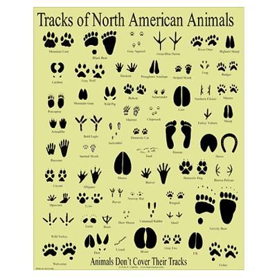 Animal Footprints: A Guide to Identifying and Understanding Them