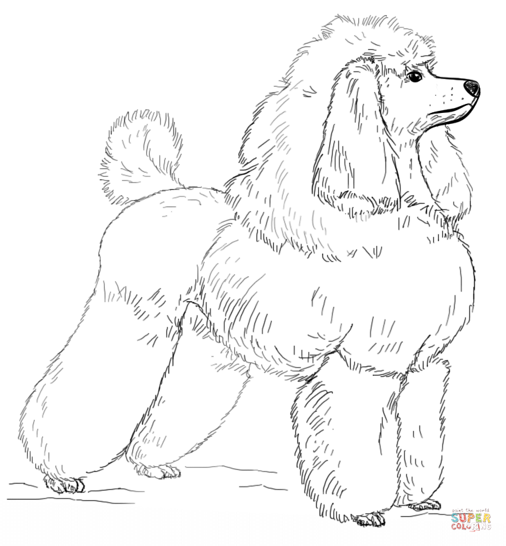 Toy Poodle Coloring Page Free Printable Coloring Pages