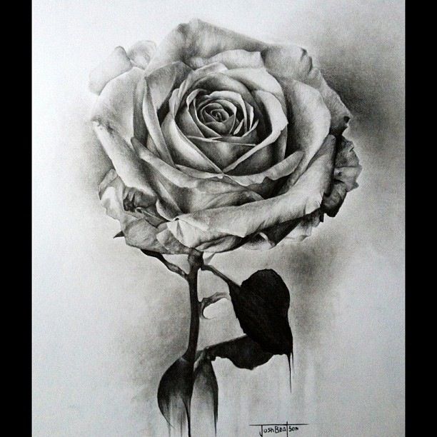 Free Realistic Rose Tattoo Black And White, Download Free Realistic Rose Tattoo Black And White Png Images, Free Cliparts On Clipart Library 612_x_612_jpg