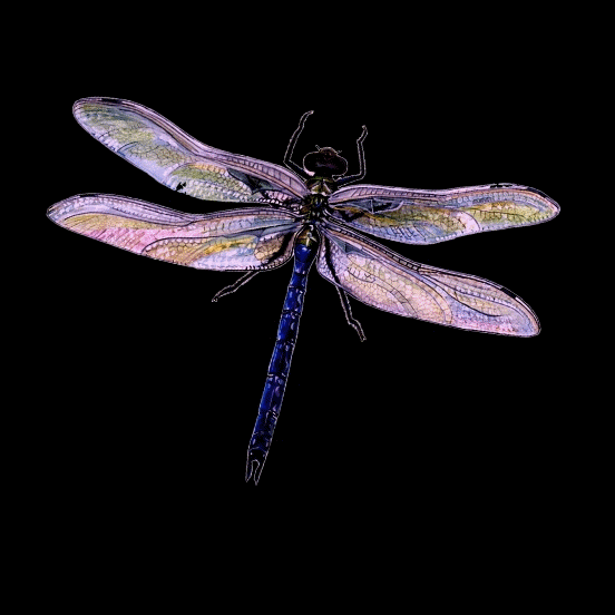 Free Dragonfly Gif, Download Free Dragonfly Gif png images, Free ClipArts on Clipart Library