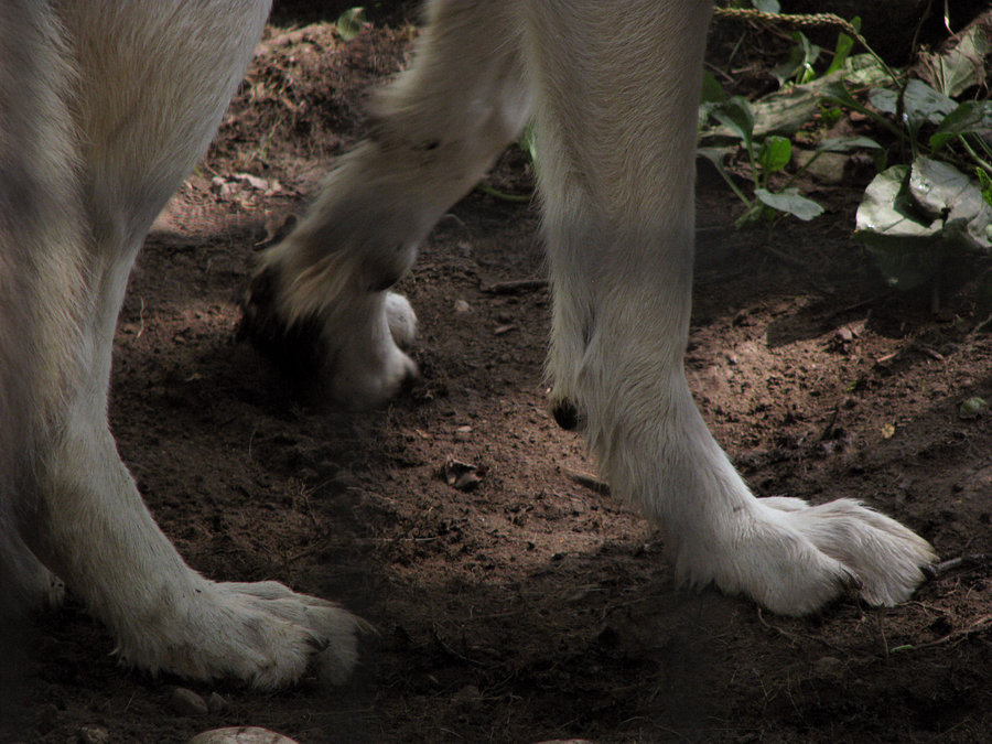 Free Wolf Paw, Download Free Wolf Paw png images, Free ClipArts on