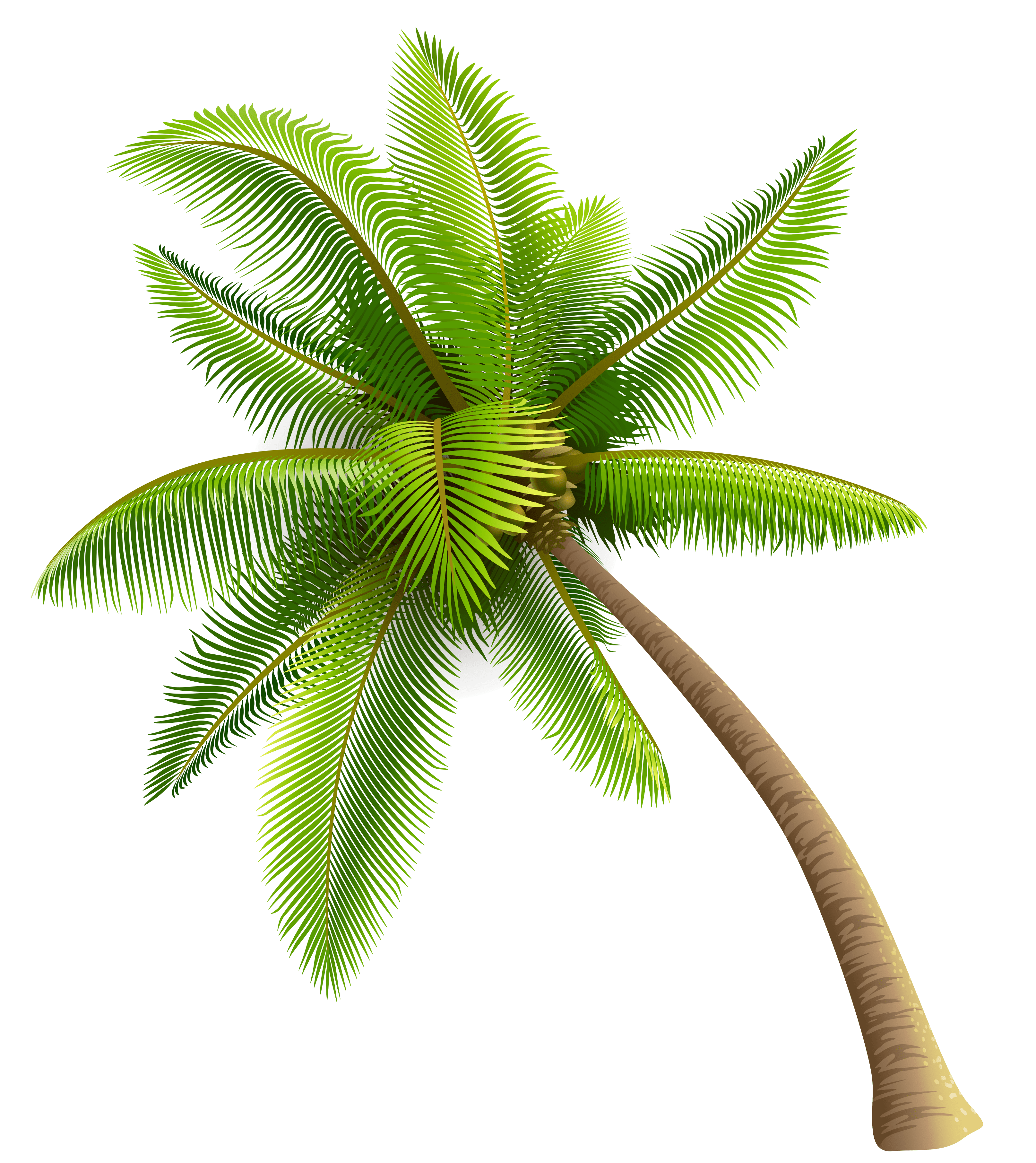 Green Palm Tree PNG Clipart