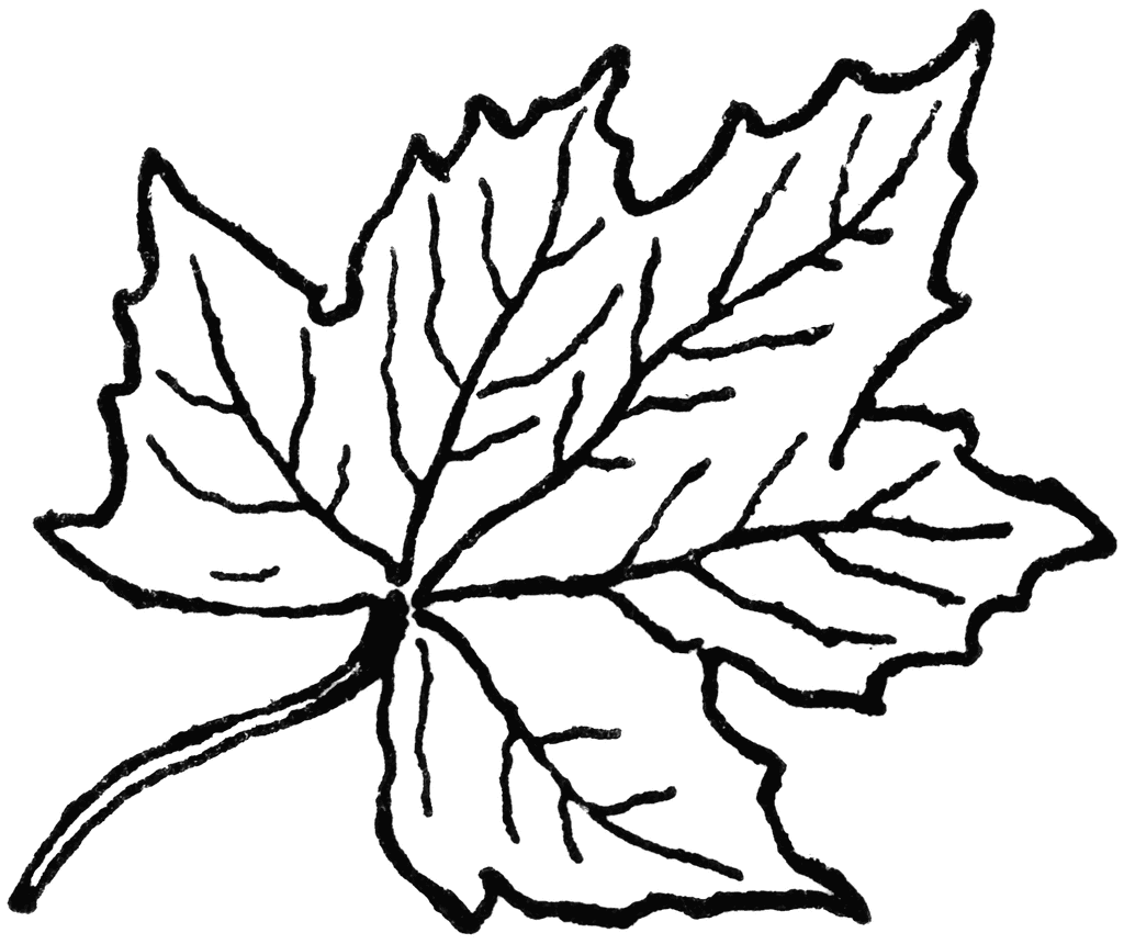 Free Maple Leaves Images, Download Free Maple Leaves Images png images