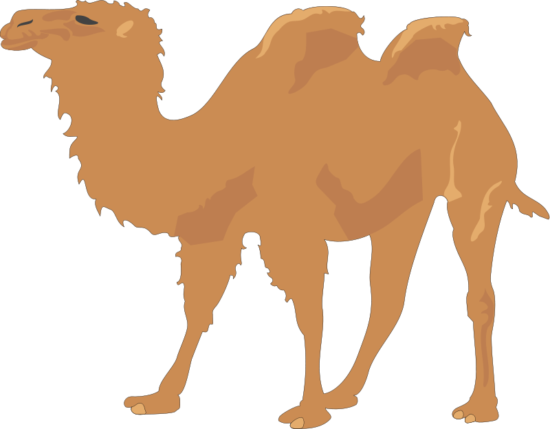 Free Camel Images, Download Free Camel Images png images