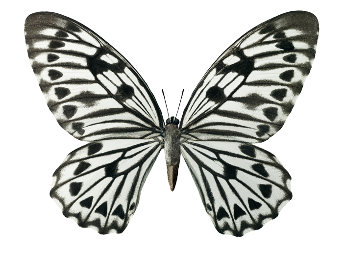 Free Black And White Butterfly, Download Free Black And White Butterfly