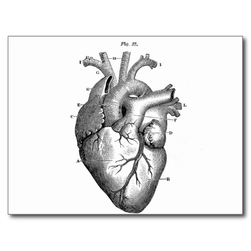 anatomical heart drawing red Clip Art Library