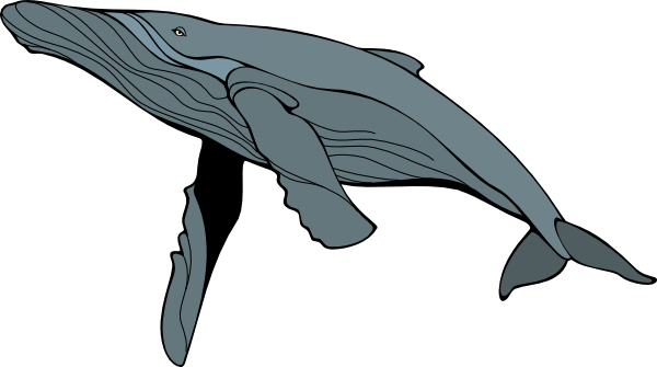 Free Humpback Whale Clipart, Download Free Humpback Whale Clipart png