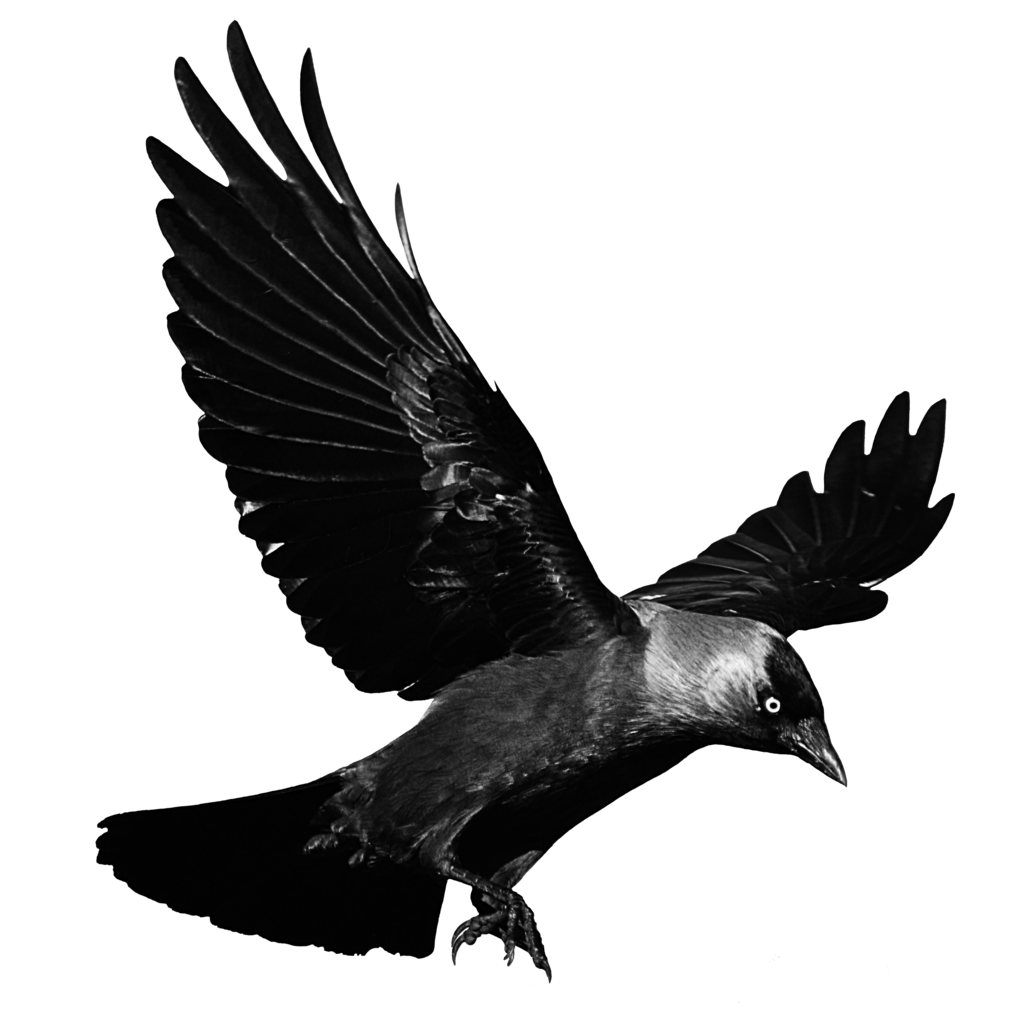 Free Flying Crow Png, Download Free Flying Crow Png png
