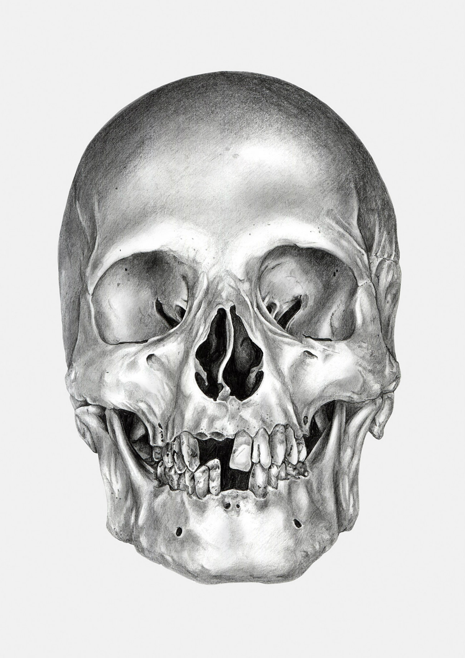 Free Skull Drawing, Download Free Skull Drawing png images, Free