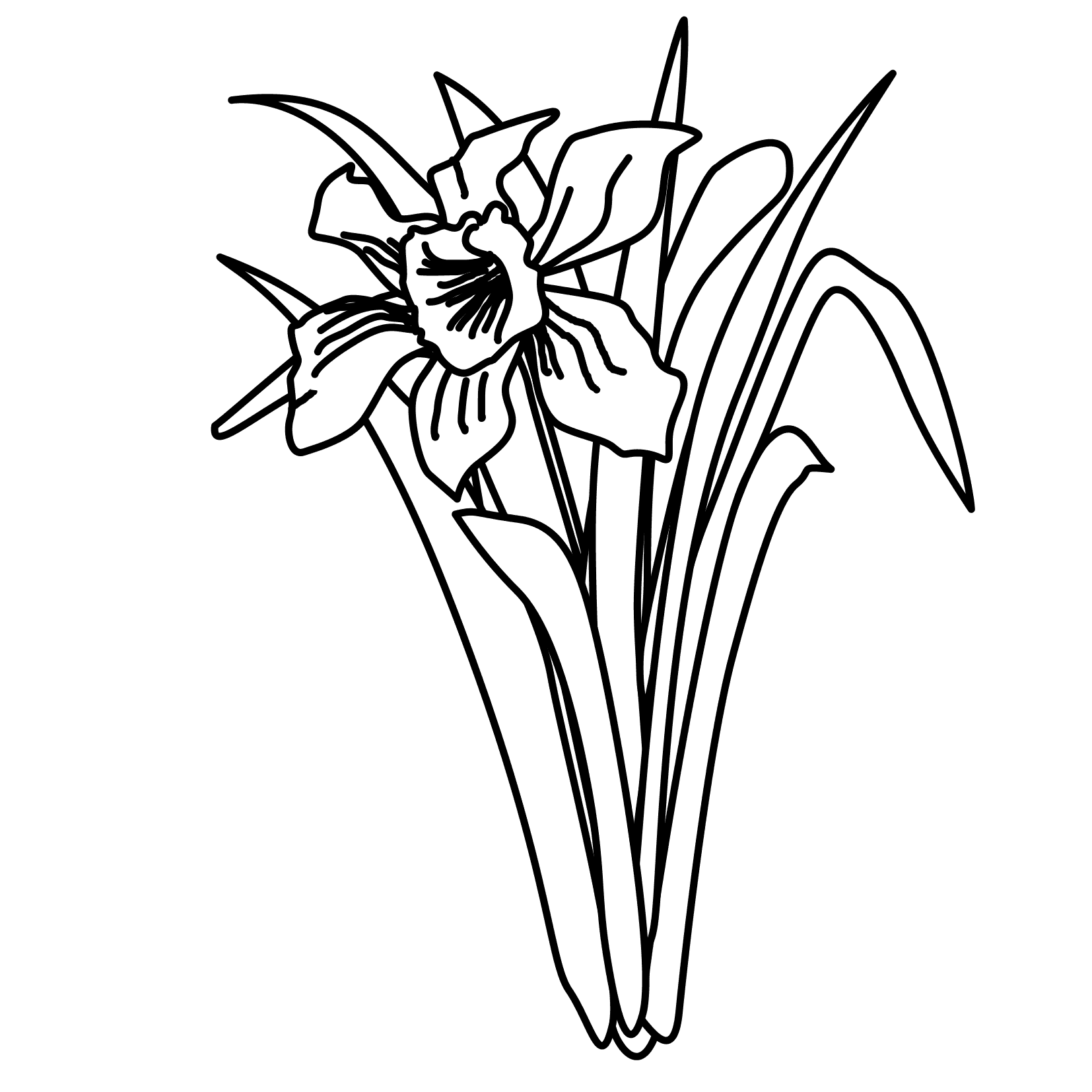 Free Daffodil Outline, Download Free Daffodil Outline png images, Free