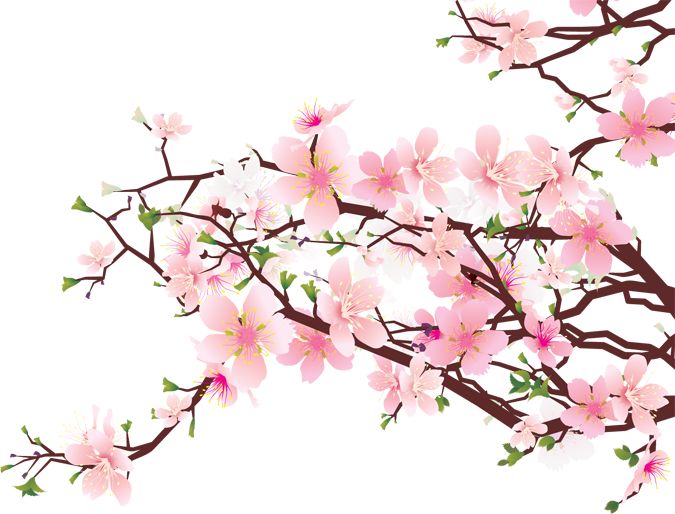 Free Cherry Blossom Clipart, Download Free Cherry Blossom Clipart png