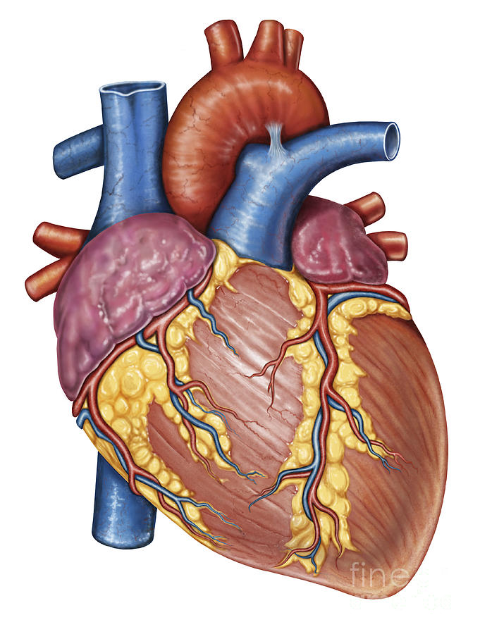 Free Human Heart Images, Download Free Human Heart Images png images