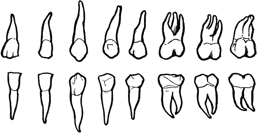 set of permanent teeth Clip Art Library