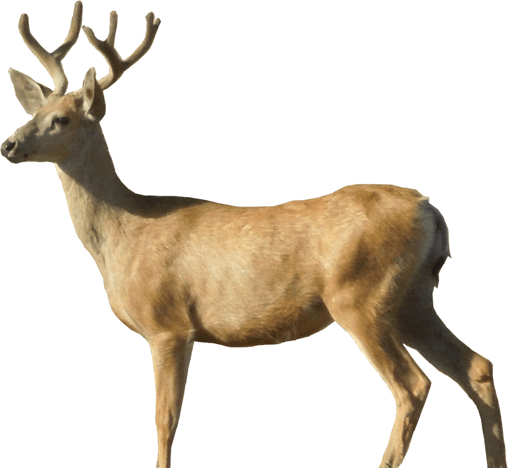 Free Deer Transparent Background, Download Free Deer Transparent