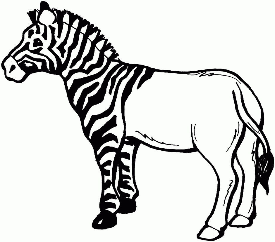 Zebra Coloring Page Without Stripes