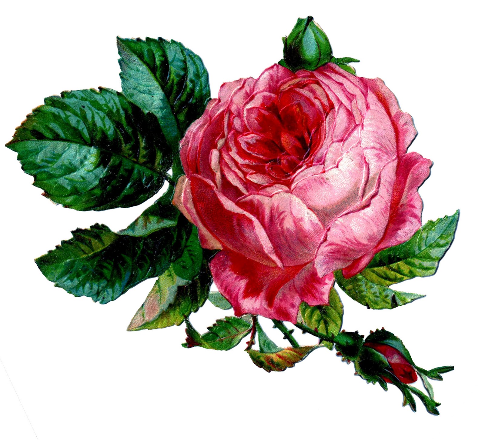 Explore the Beauty of Victorian Rose Pictures