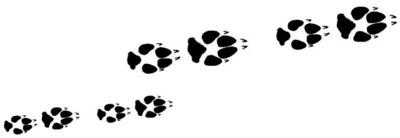 Free Lion Paw Print, Download Free Lion Paw Print png images, Free