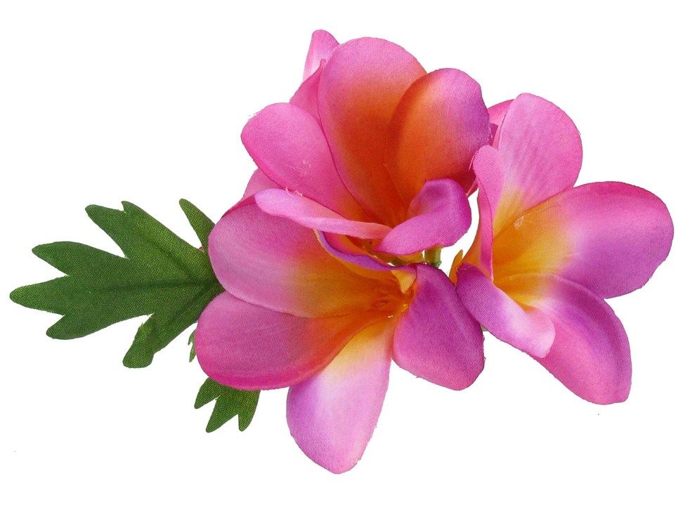 plumeria on transparent background Clip Art Library