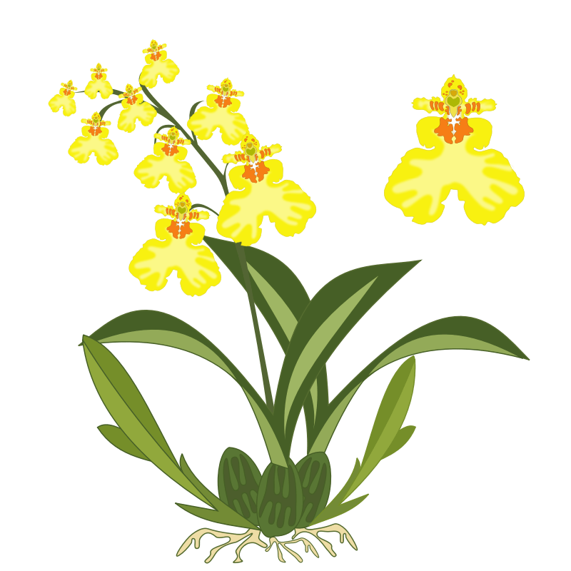 Free Orchids Images For Free, Download Free Orchids Images For Free png