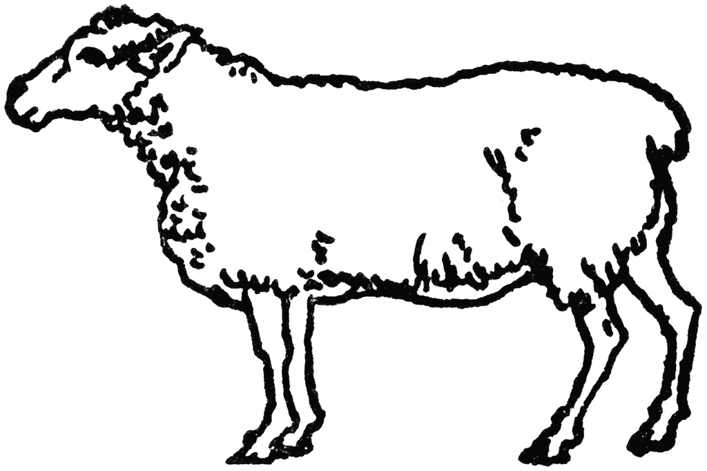 Free Sheep Drawing, Download Free Sheep Drawing png images, Free