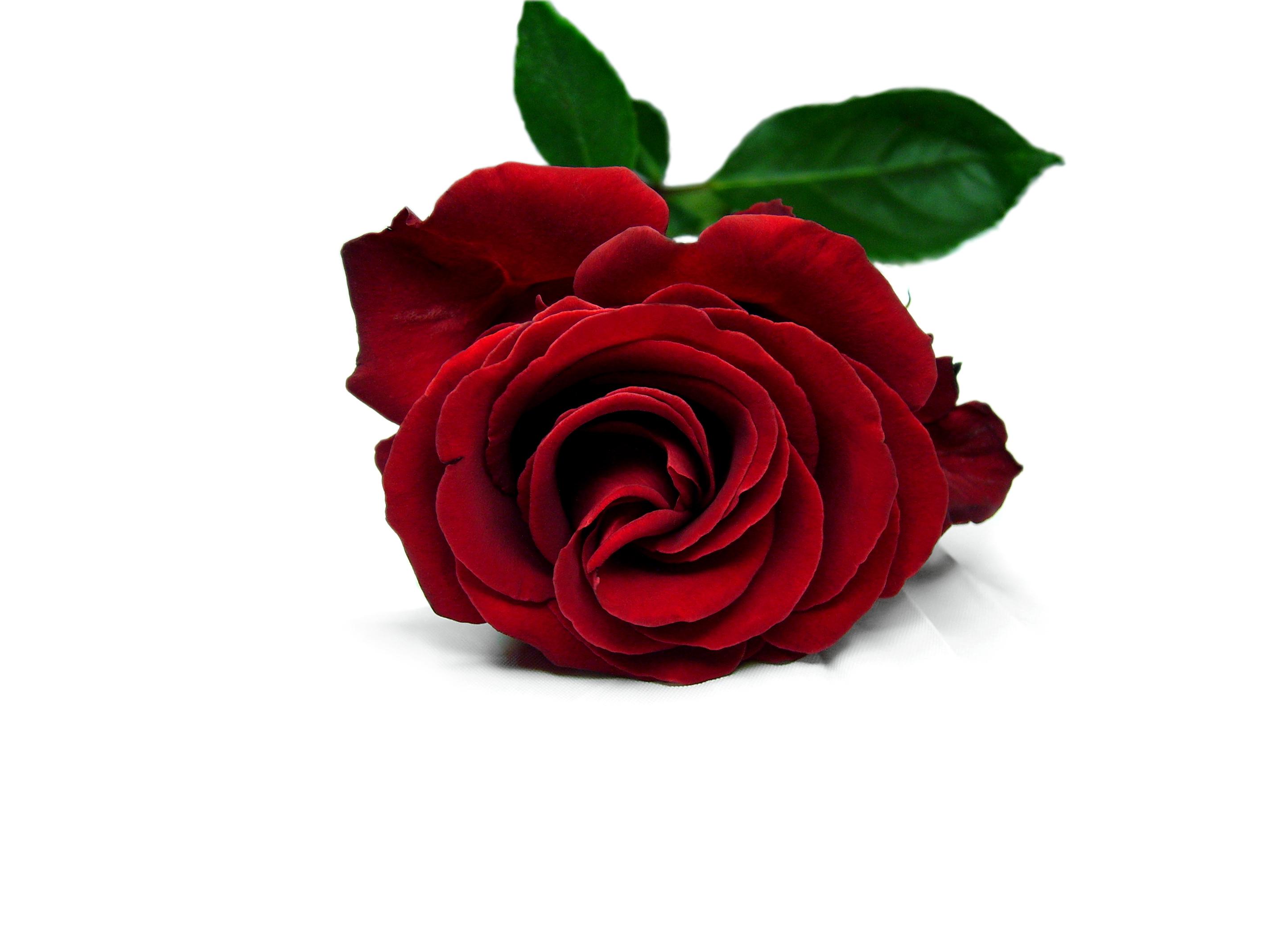 White Background Red Rose Wallpaper