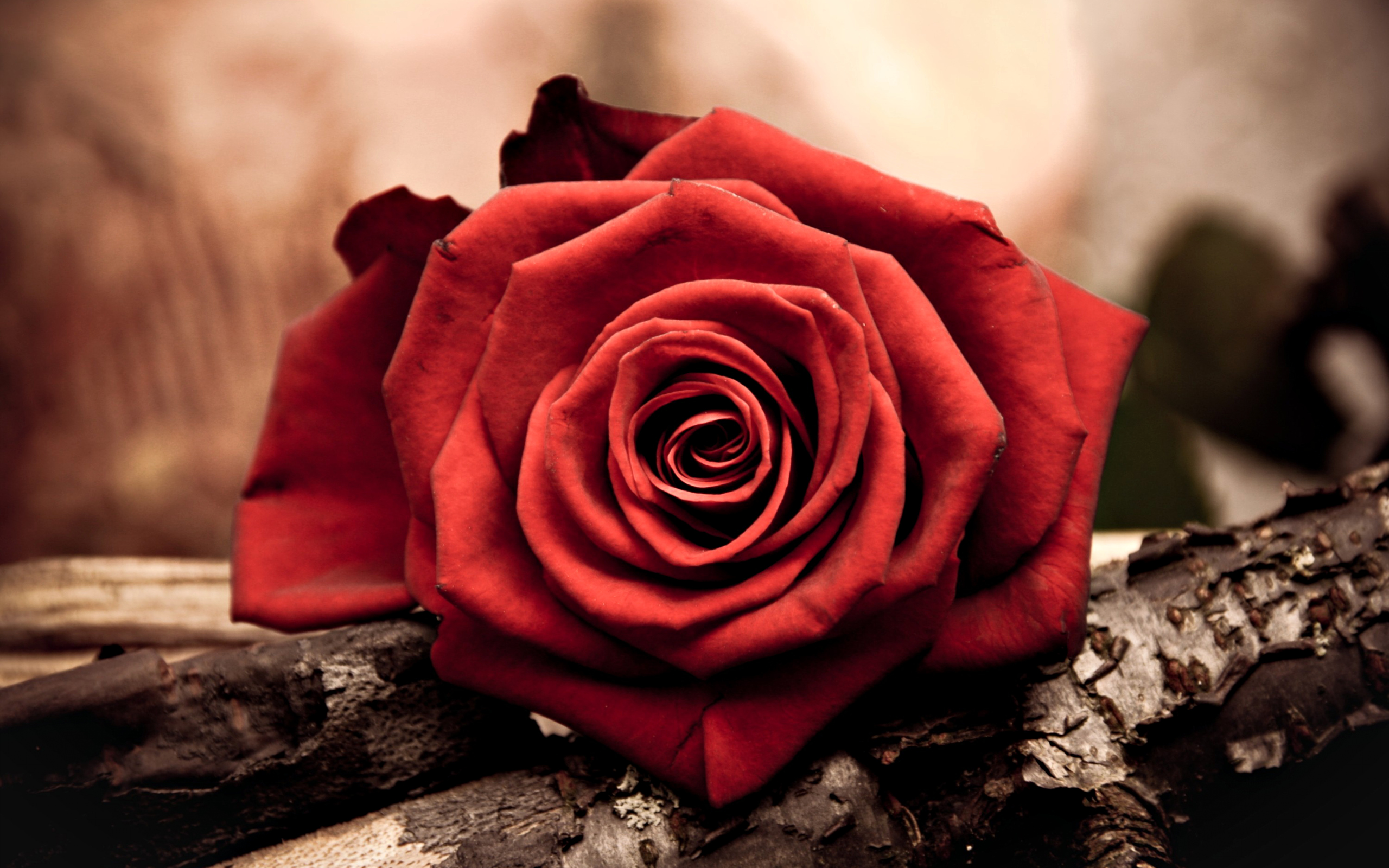 Free Red Love, Download Free Red Love png images, Free ClipArts on
