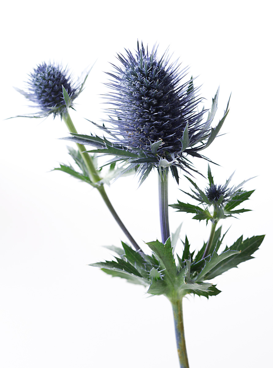 Free Thistle, Download Free Thistle png images, Free ClipArts on