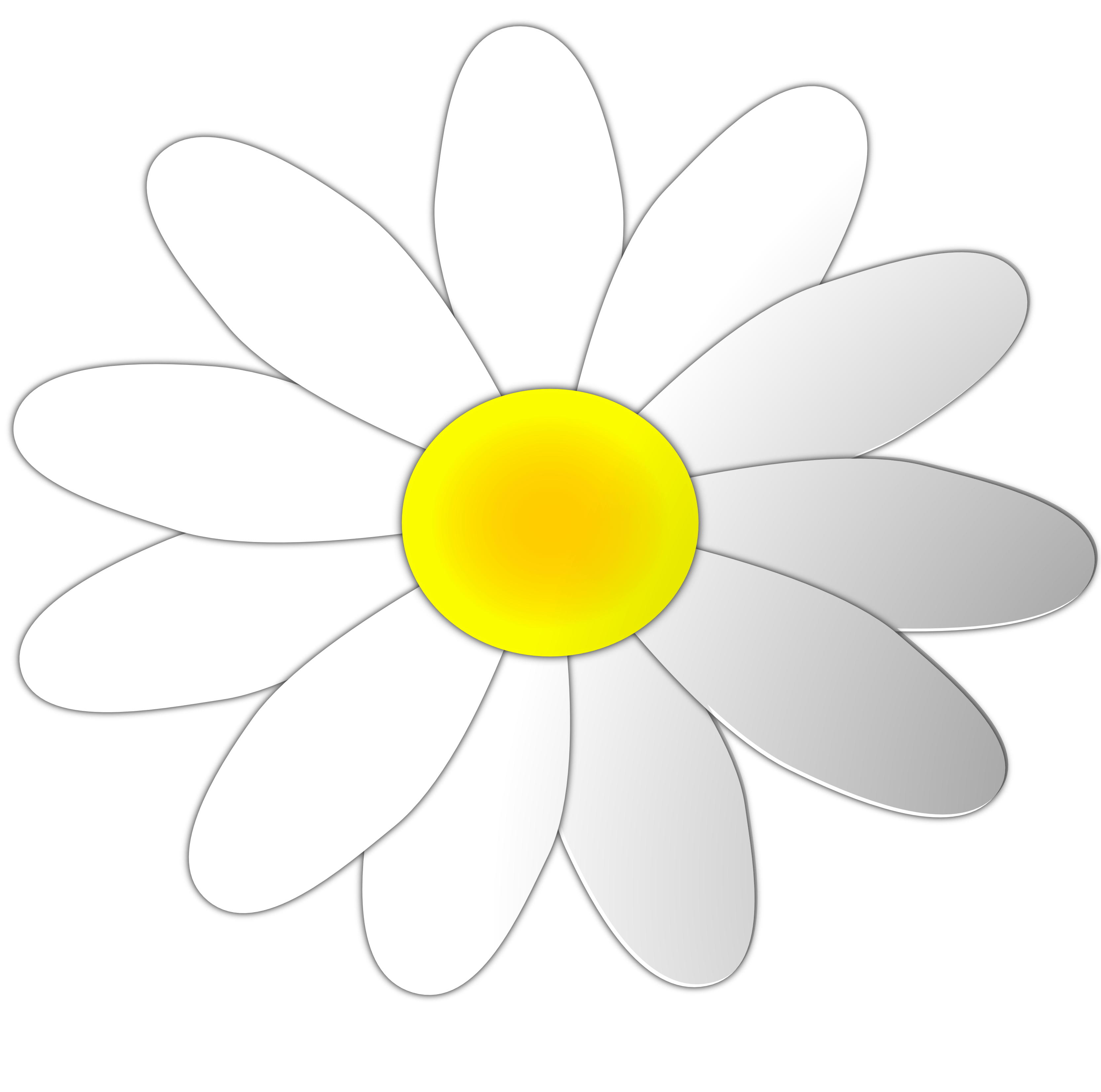 Free Free Daisy Images, Download Free Free Daisy Images png images