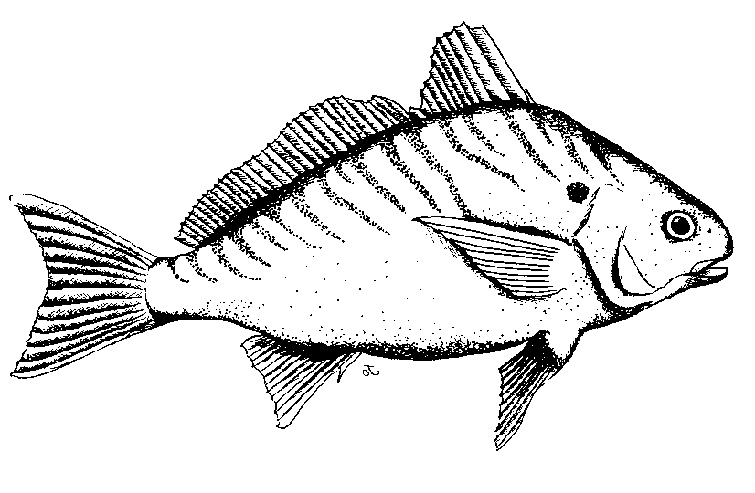 Free Black And White Fish Pictures, Download Free Black And White Fish Pictures png images, Free