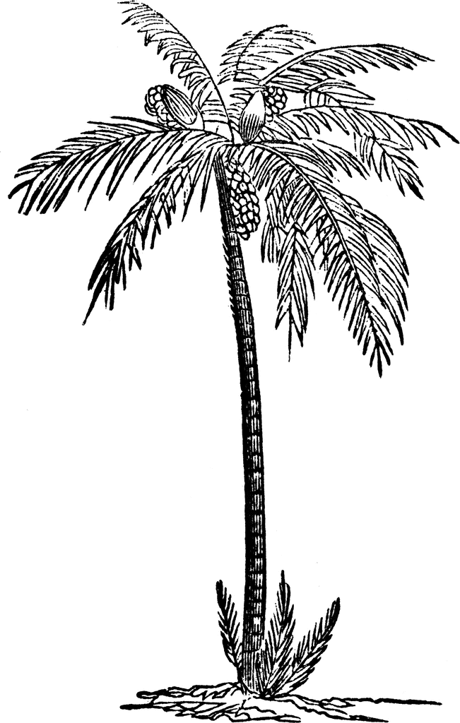Picture Of Coconut Tree Black And White Black White Coconut Tree