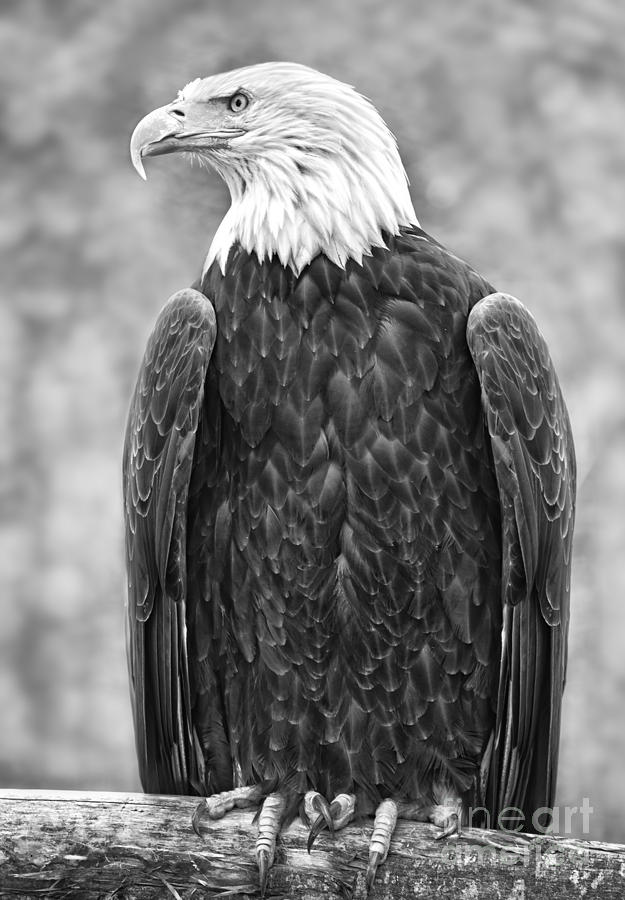 Free Black And White Eagle, Download Free Black And White Eagle png